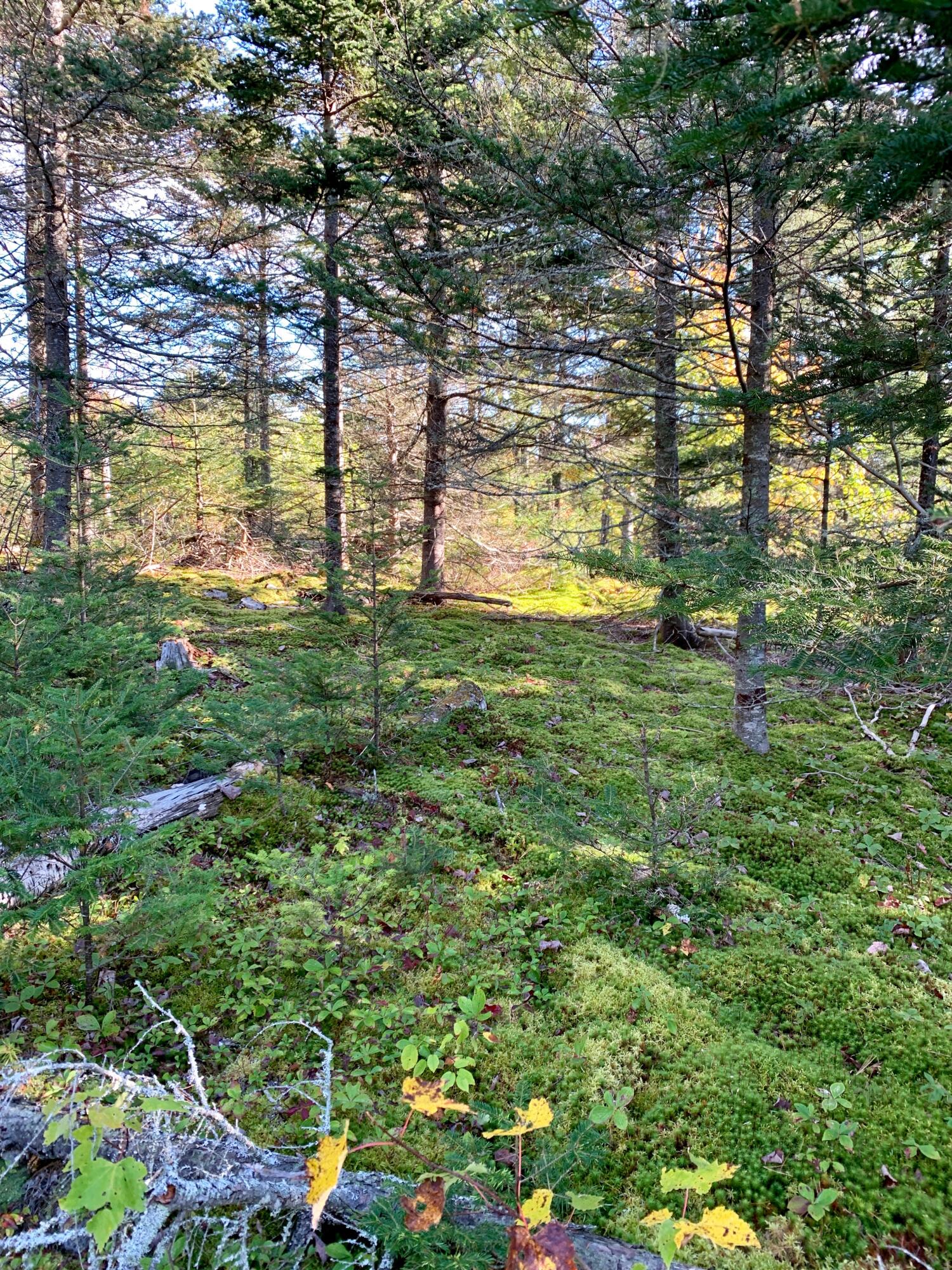 Lot 14 Off Steam Mill Road Robbinston, ME 04671 - Photo 53 of 67 IMG_2949
