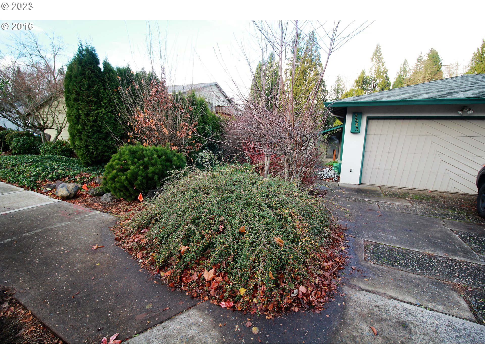 a view of a backyard with plants and trees