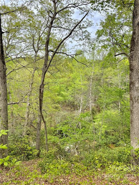 911 Long Branch Road Grover, NC 28073 - Photo 28 of 37 a close up of a tree