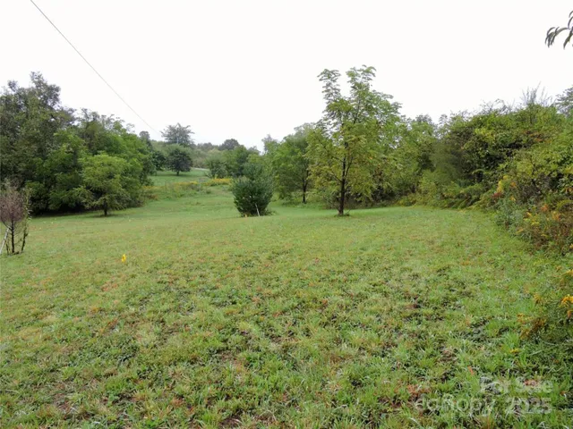 a view of a tree in a yard