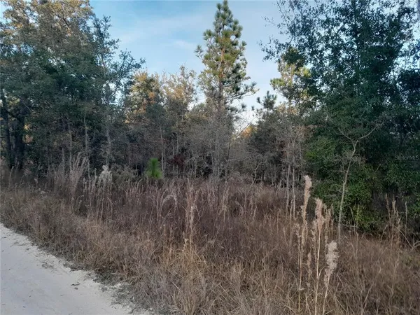 a view of a forest with trees in the background
