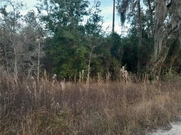 a view of a yard in a forest