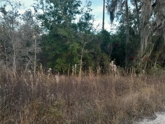 a view of a yard in a forest