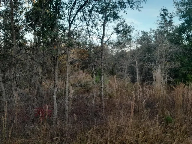 a view of a forest with a tree