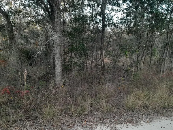 a view of a forest with trees in the background