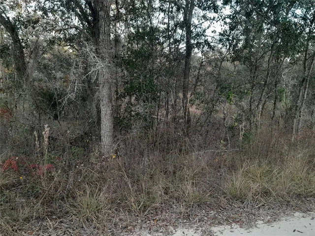 a view of a forest with trees in the background