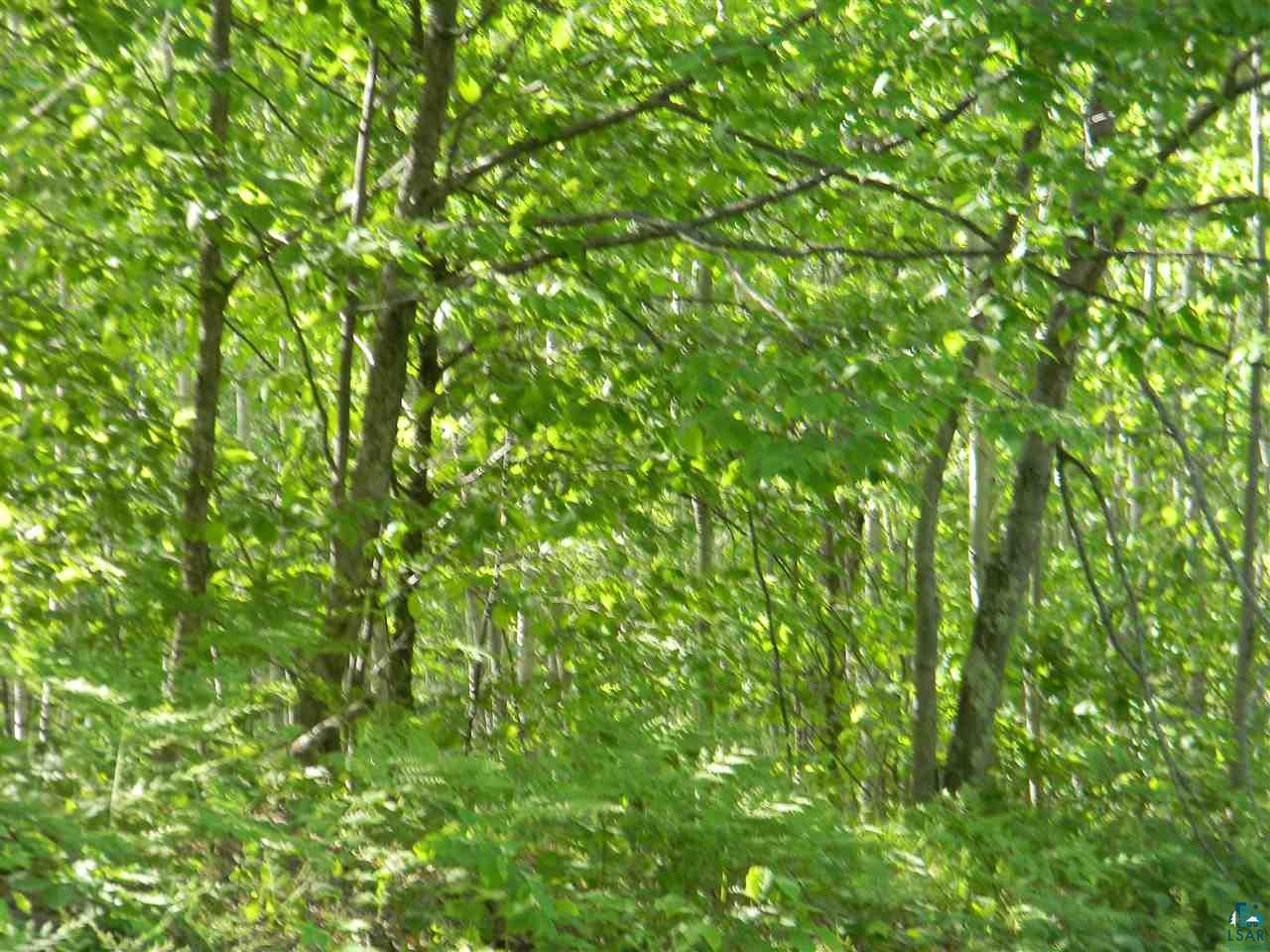 0 Oakdale Road Lake Nebagamon, WI 54849 - Photo 6 of 8