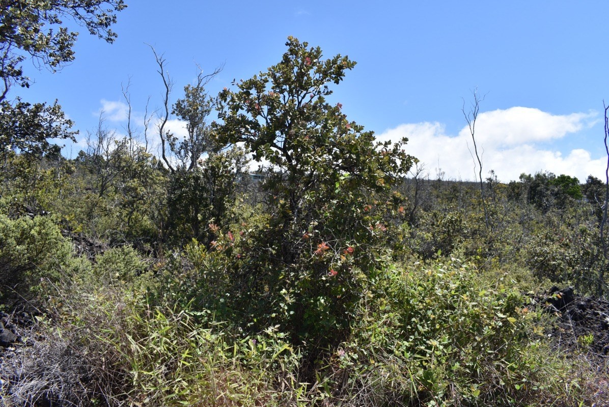 a view of a bunch of trees
