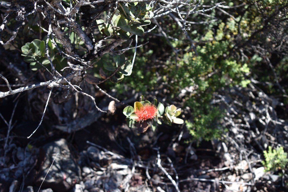 11 Lot Ocean View Ocean View, HI 96704 - Photo 3 of 12 a view of tree