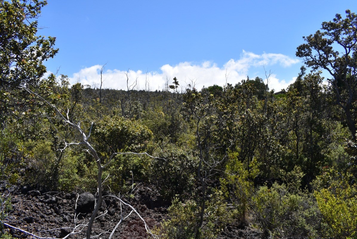 11 Lot Ocean View Ocean View, HI 96704 - Photo 7 of 12 a view of a bunch of trees