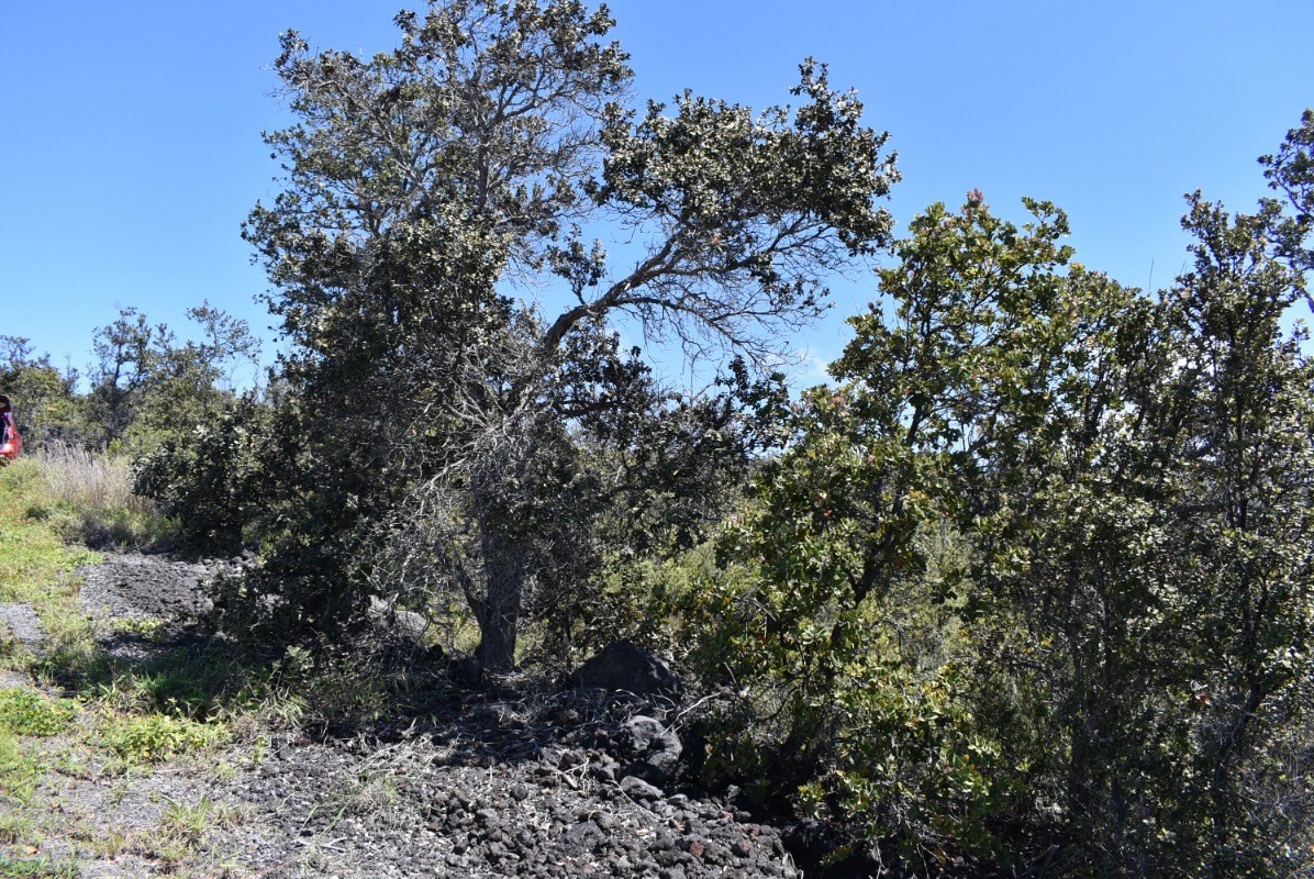 11 Lot Ocean View Ocean View, HI 96704 - Photo 8 of 12 a picture of trees