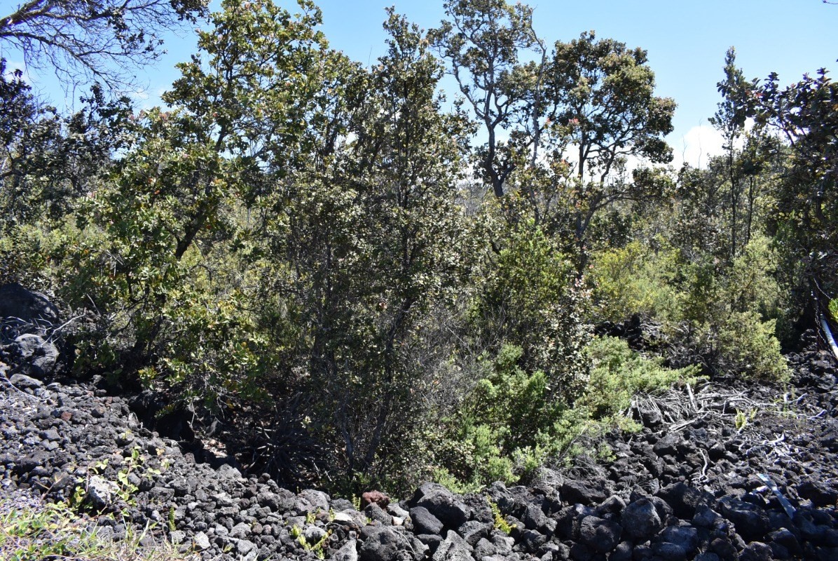 11 Lot Ocean View Ocean View, HI 96704 - Photo 9 of 12 a view of a forest with lots of trees