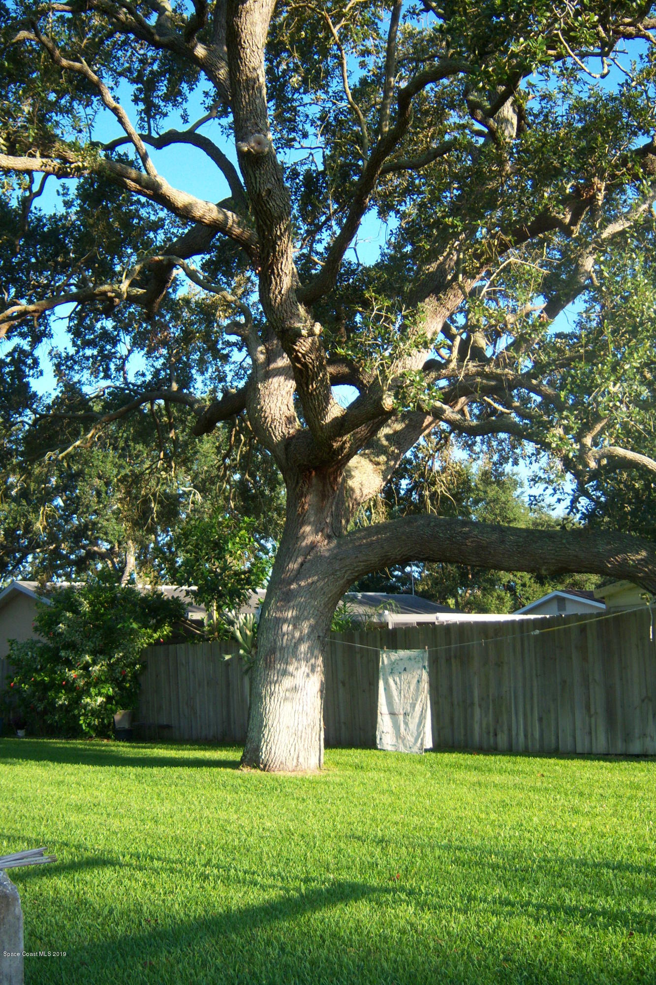 1556 Creel Road Northeast Palm Bay, FL 32905 - Photo 6 of 23 Beautiful trees