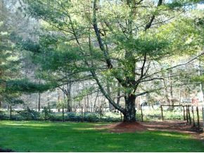 123 McMahan Gibbs Road Roan Mountain, TN 37687 - Photo 7 of 10 Tall pines on property