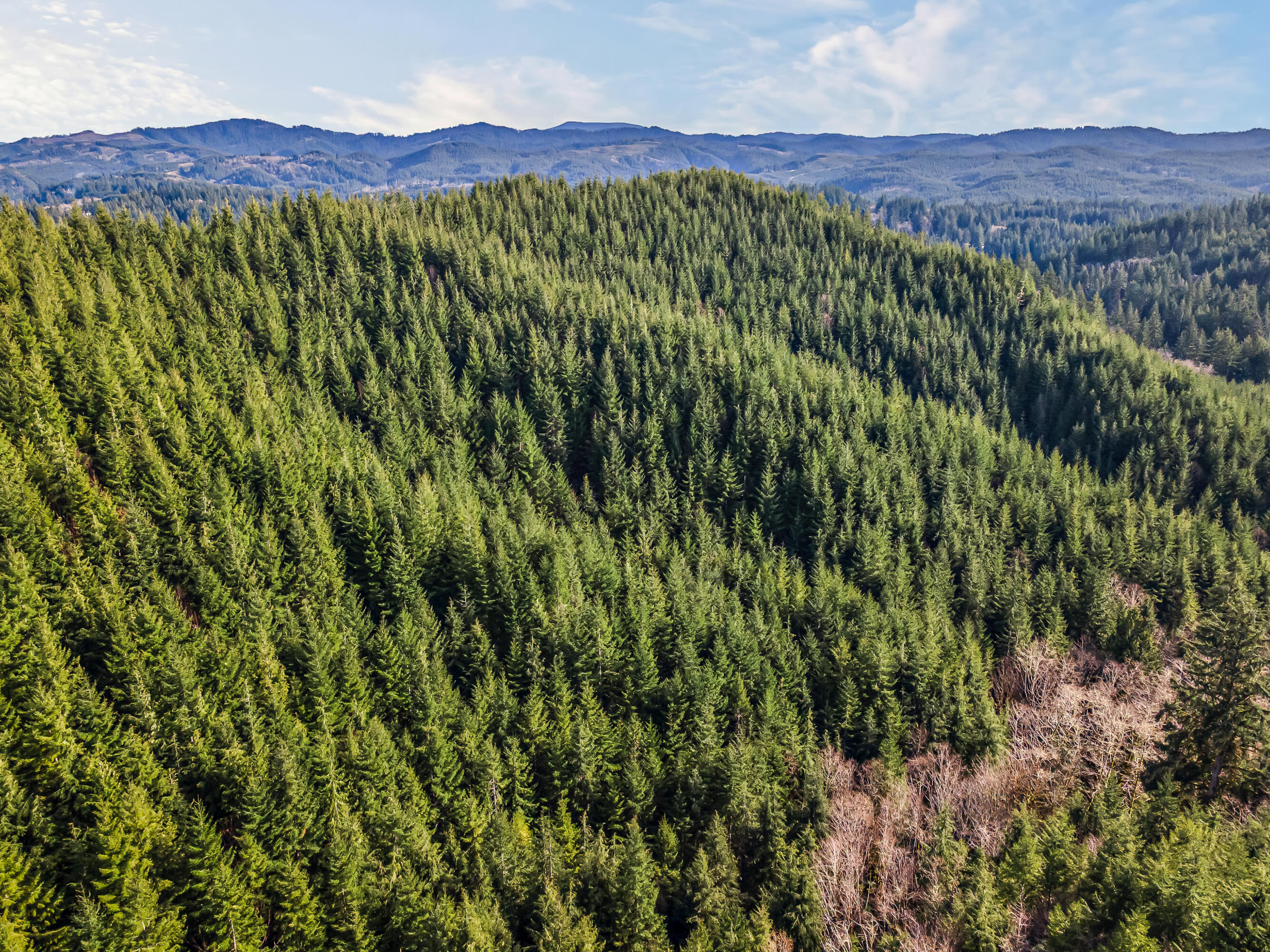 0 Criteser Loop Toledo, OR 97391 - Photo 14 of 31 DJI_0650