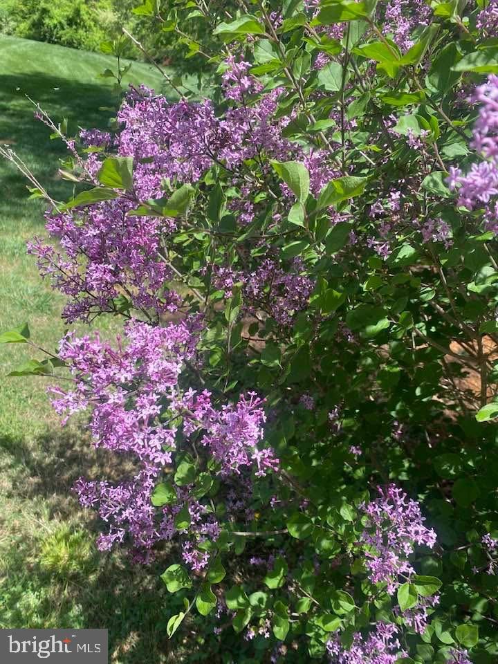 530 Laurel Grove Road Winchester, VA 22602 - Photo 105 of 109 Some of the beautiful flowers that bloom