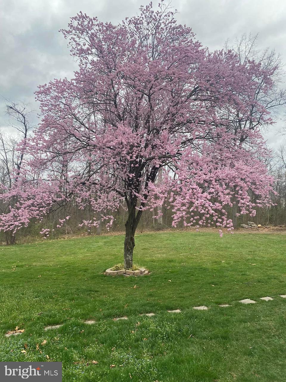 530 Laurel Grove Road Winchester, VA 22602 - Photo 108 of 109 Cherry blossom trees