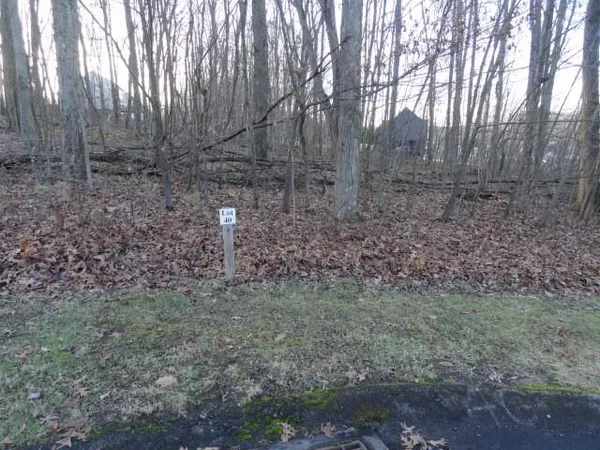 a view of a yard with large trees