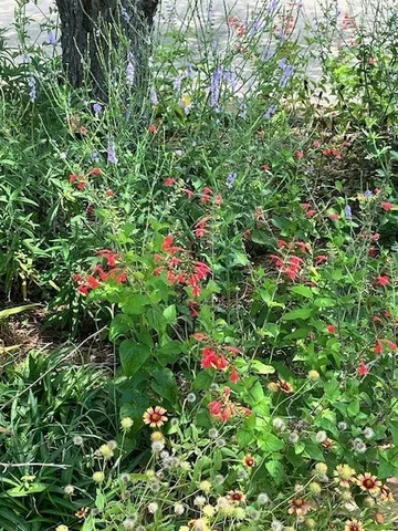 $989,000 | 6610 Sprigg Street, Fulshear, TX 77441