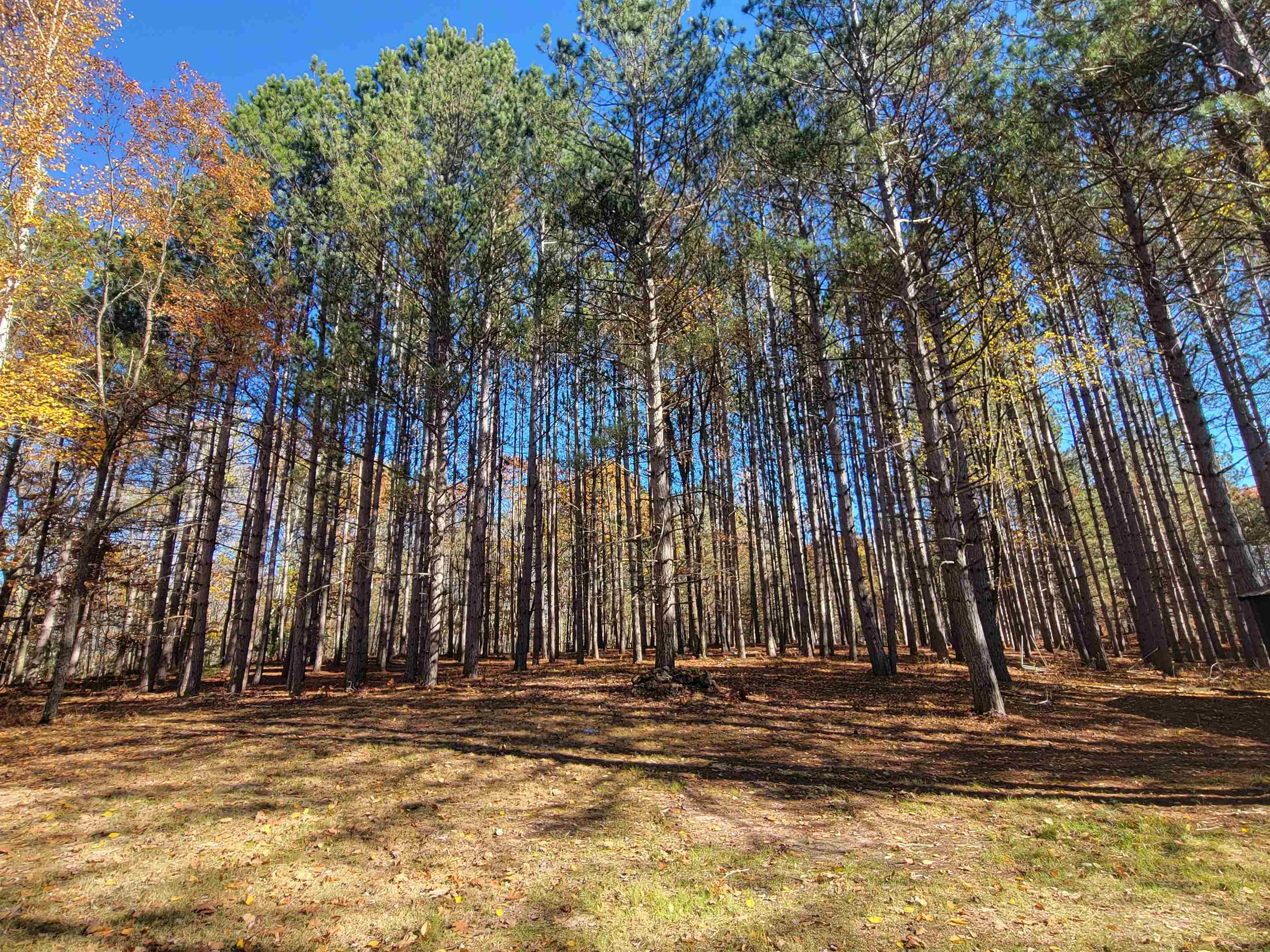 3385 Jones Road Rhodes, MI 48652 - Photo 2 of 56