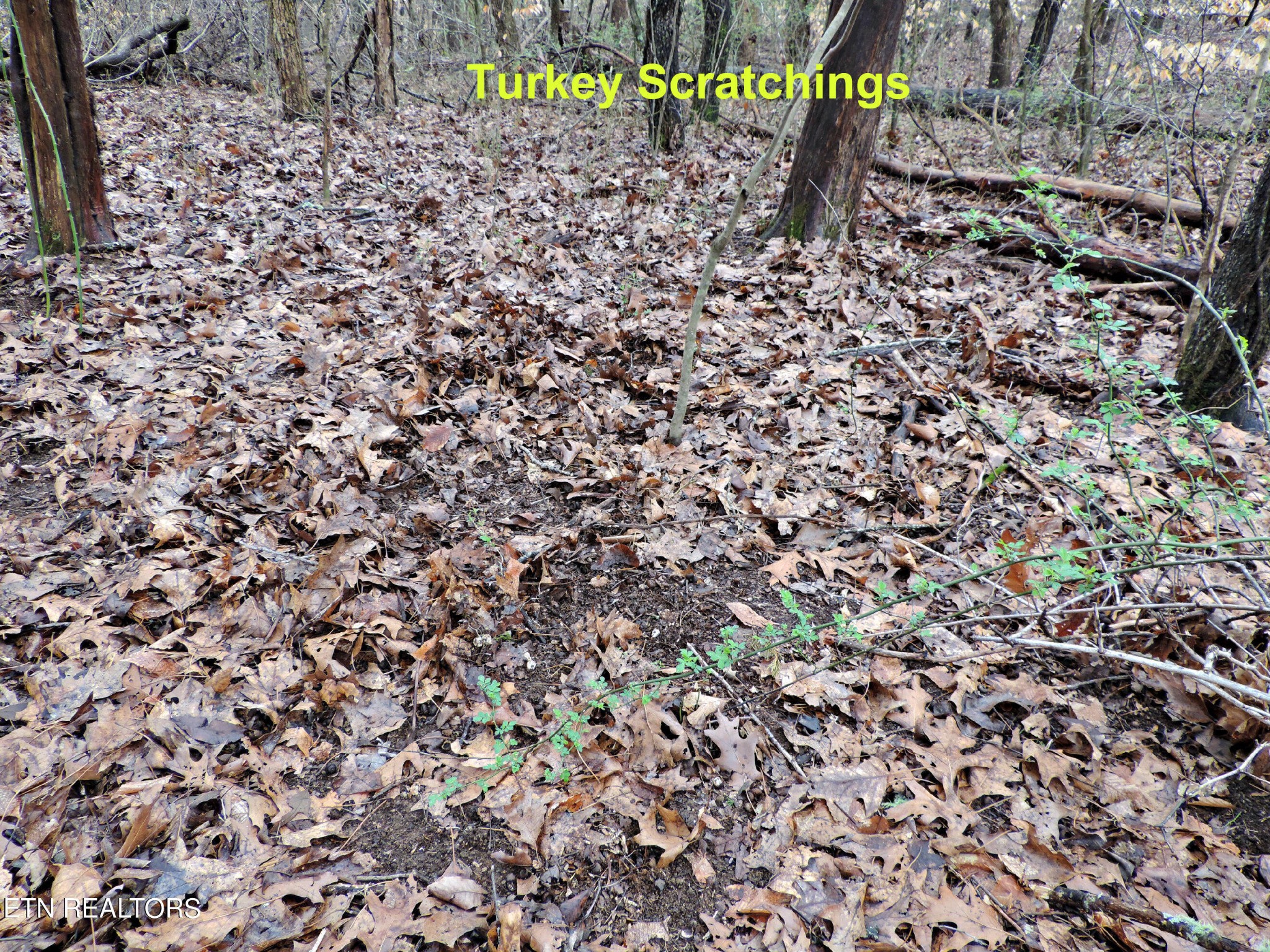 10 Hickory Spgs Road Washburn, TN 37888 - Photo 21 of 21 Gallery Image 21
