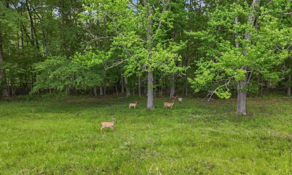 14501 Woolsey Road Hampton, GA 30228 - Photo 139 of 143 a backyard of a house with lots of green space