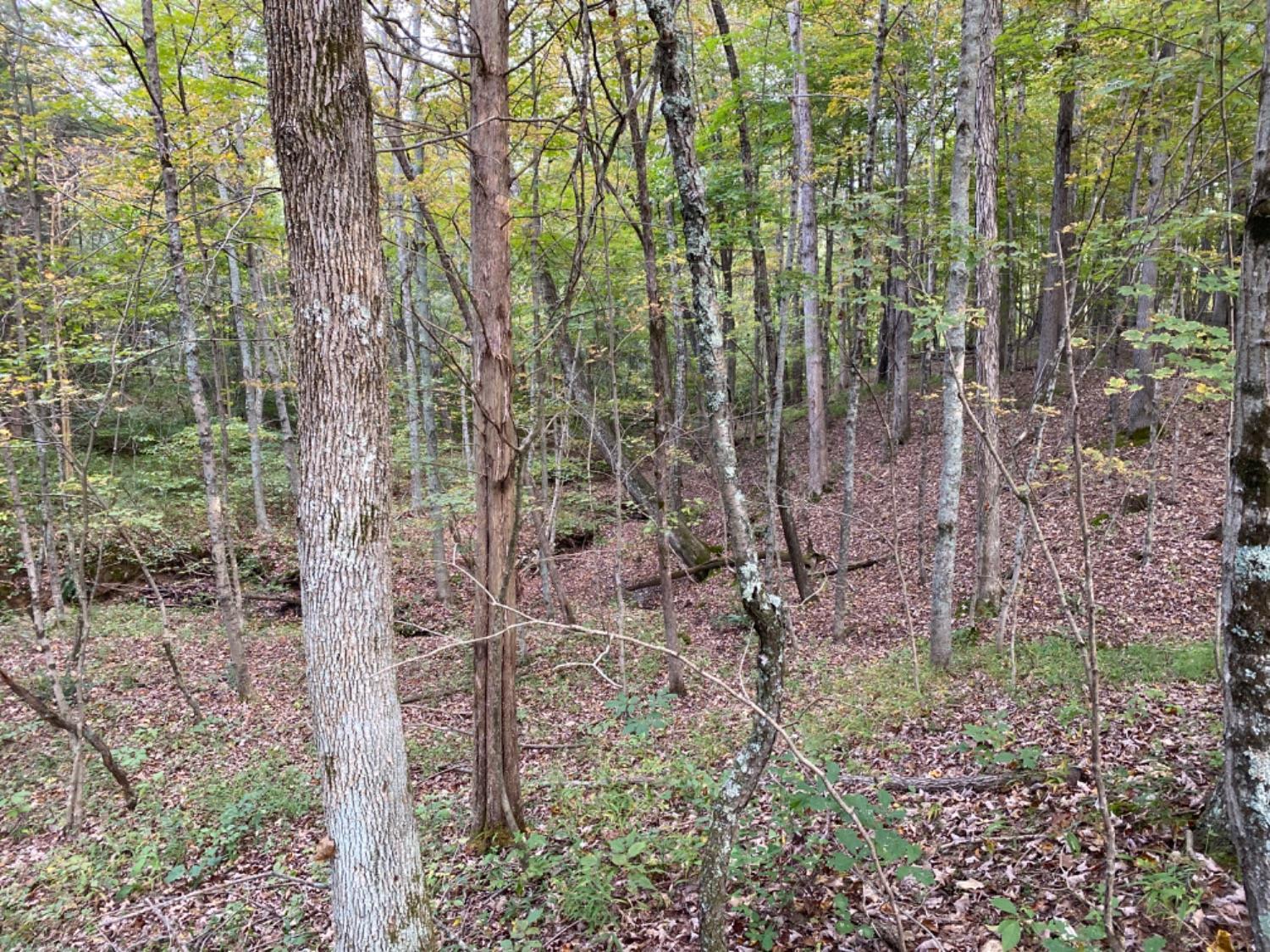 858 Greenbrier Road Seaman, OH 45679 - Photo 6 of 6
