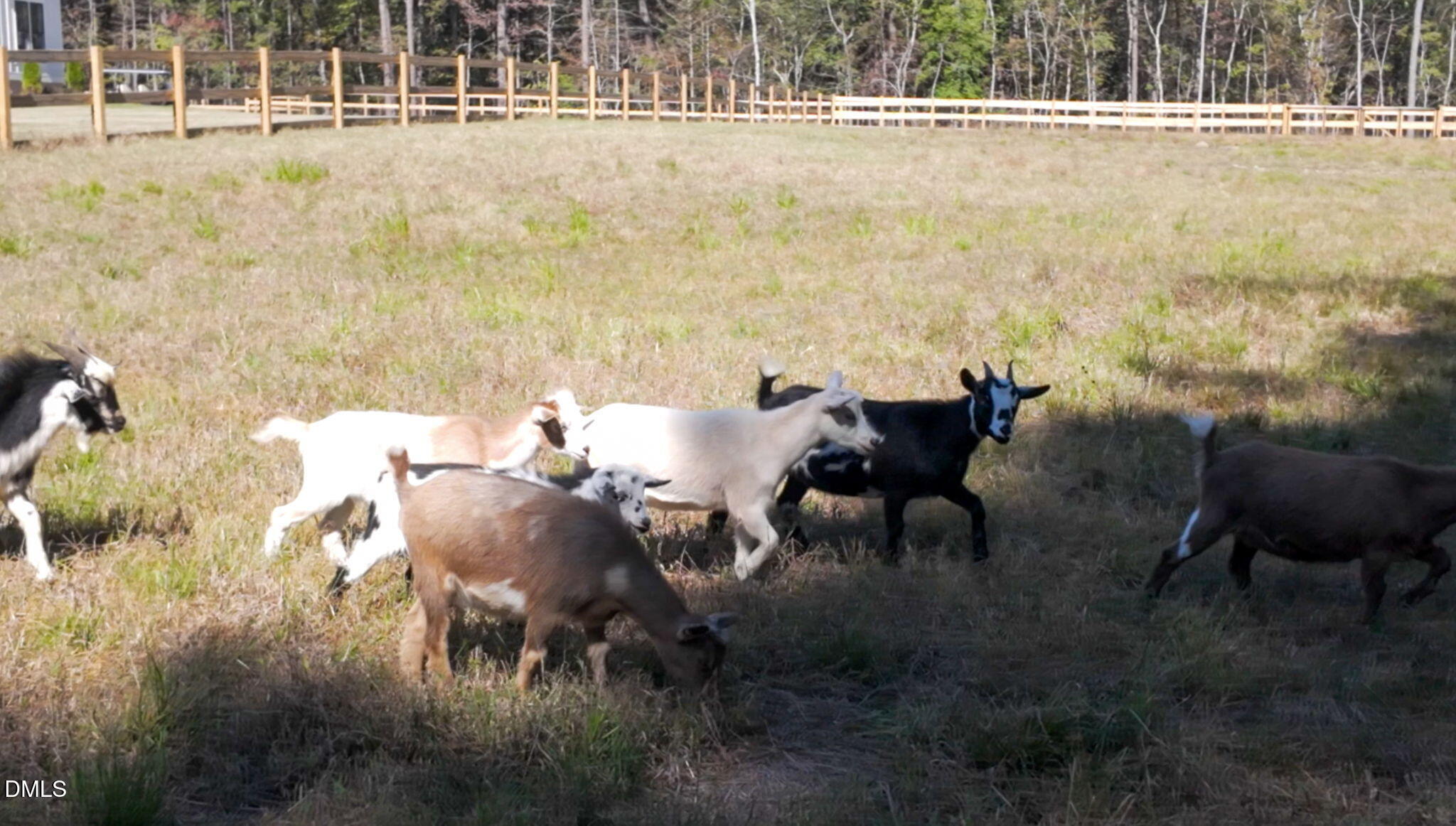 1280 Dickinson Road Smithfield, NC 27577 - Photo 59 of 60 goats