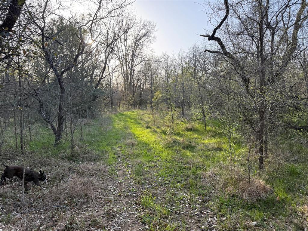 1540 County Road 2960 Kopperl, TX 76652 - Photo 20 of 31 a view of outdoor space with trees all around