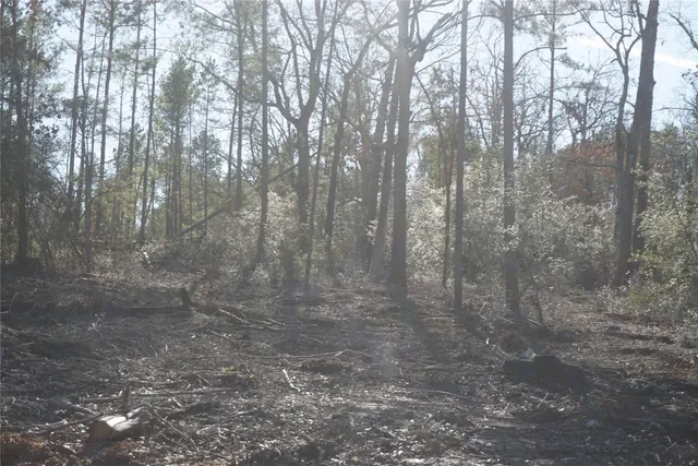 a view of a forest with trees in the background