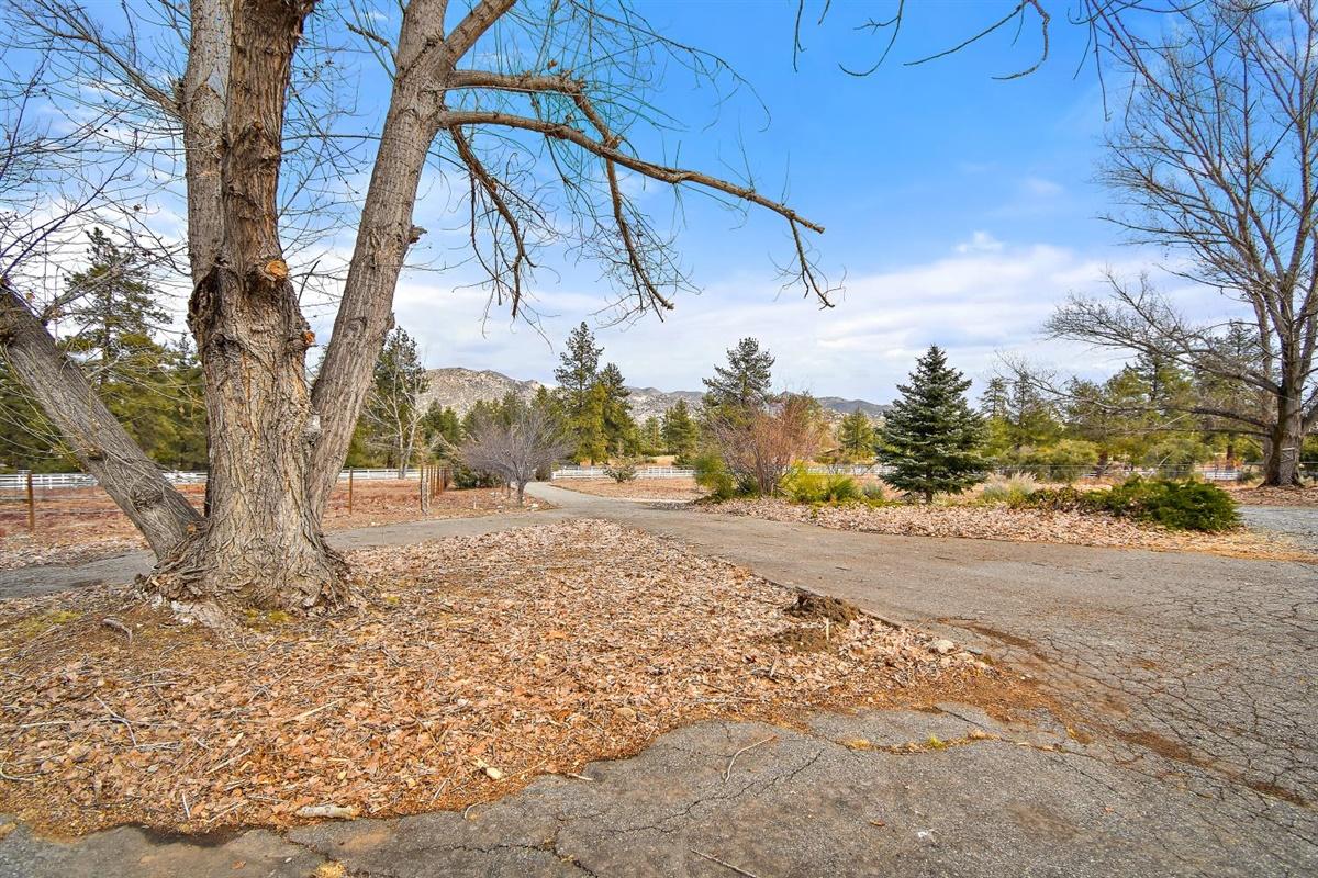 59911 Hop Patch Spring Road Mountain Center, CA 92561 - Photo 39 of 42 a view of a yard with a tree