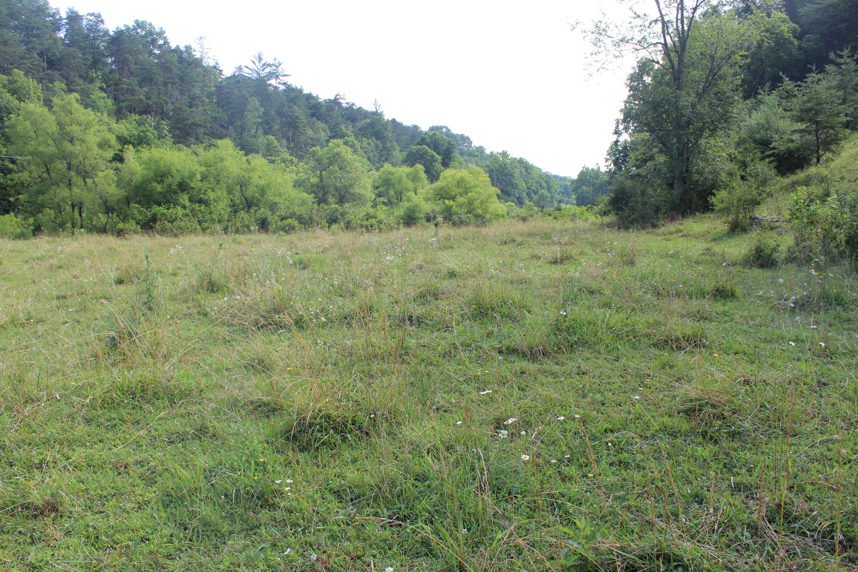 Bradshaw Run Road Forest Hill, WV 24935 - Photo 19 of 22 Gallery Image 19