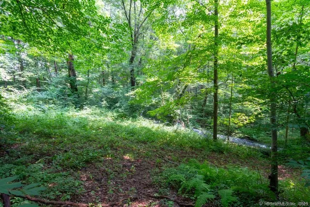a view of a lush green forest