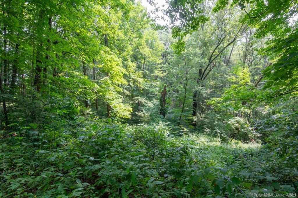 140 East Plymouth Road Terryville, CT 06786 - Photo 6 of 7 a view of a lush green forest