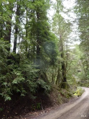 a view of a forest with a tree