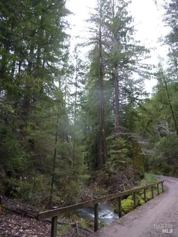 a view of a forest with a tree