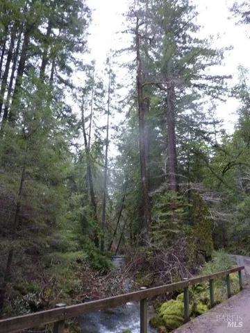 a view of a forest filled with trees