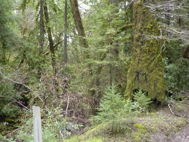 a view of a forest with a tree