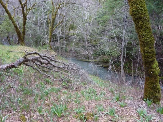 a view of a yard with a tree