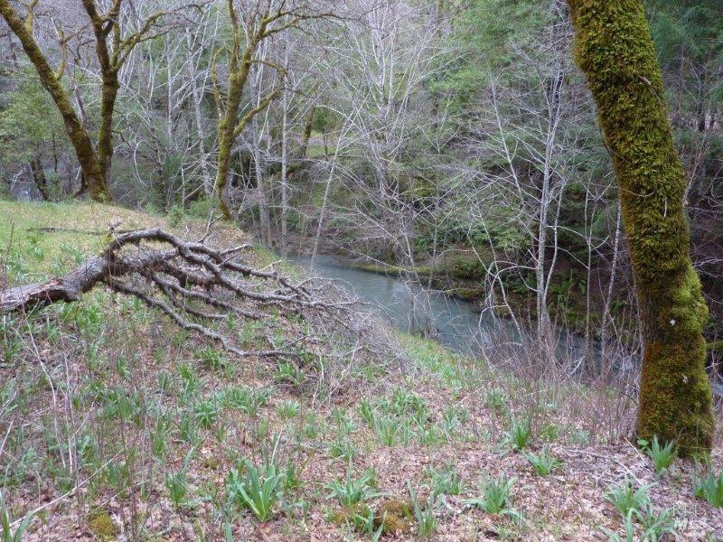 4225 Reeves Canyon Road Willits, CA 95490 - Photo 6 of 19 a view of a yard with a tree