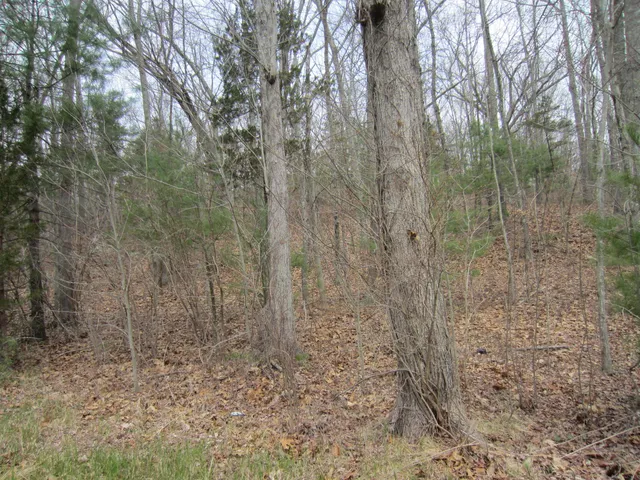 a view of a pathway in a yard