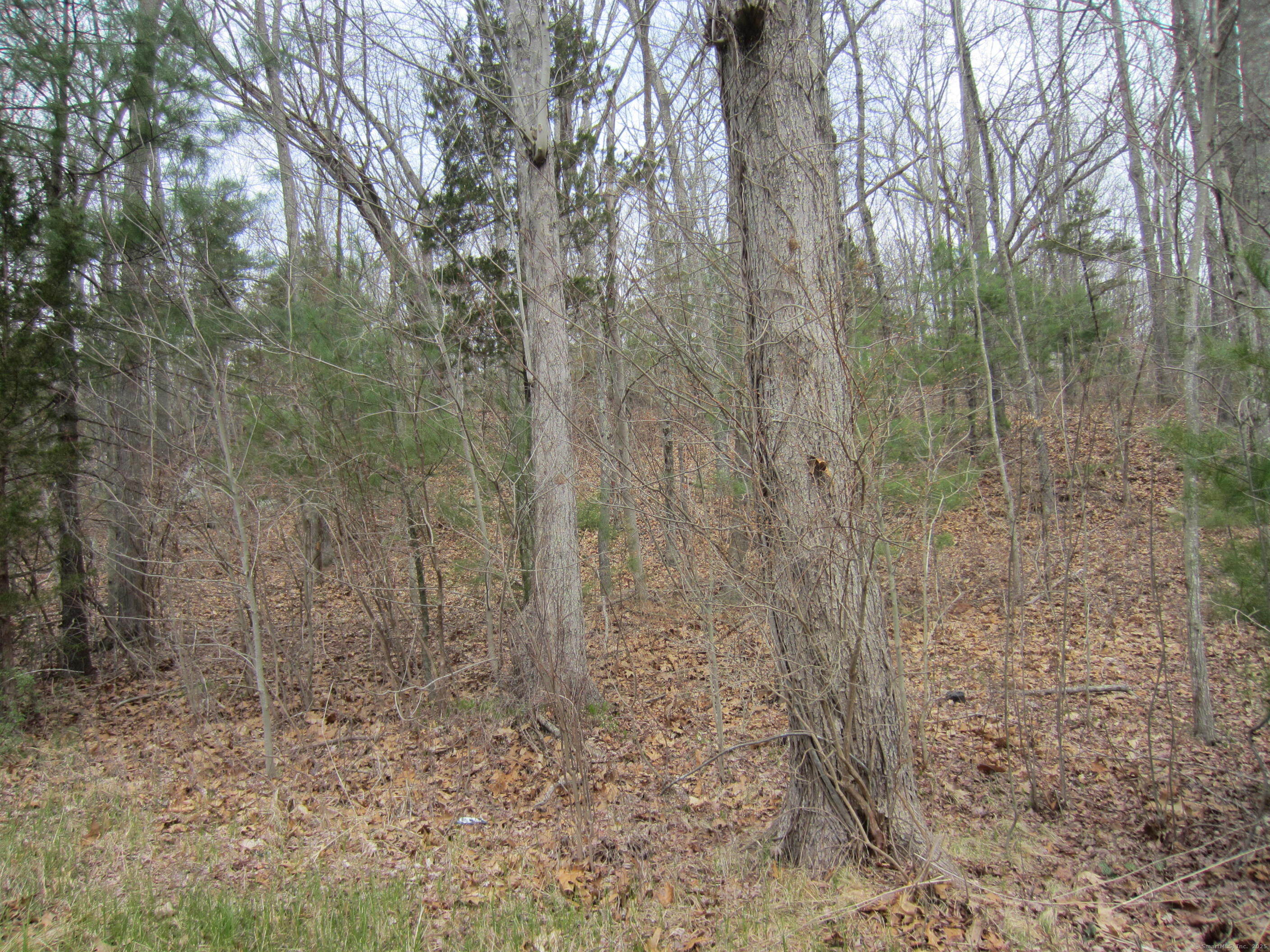 a view of a pathway in a yard