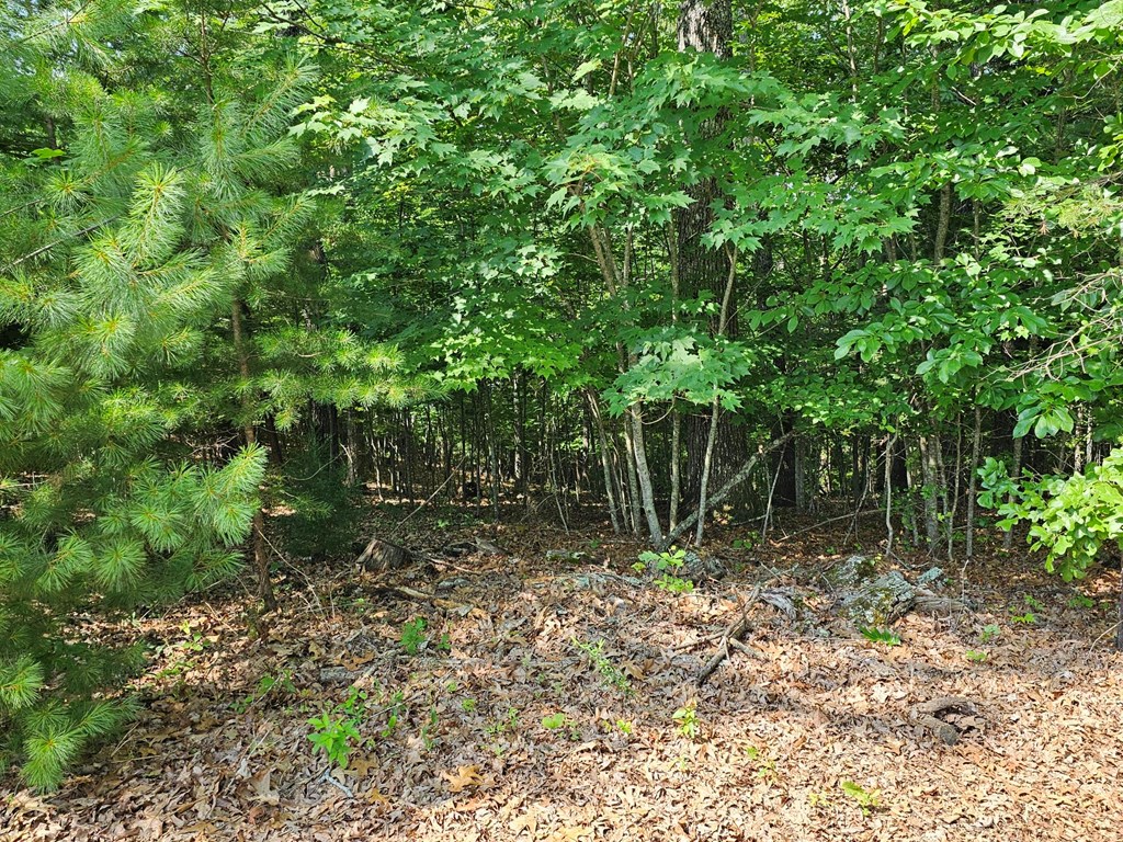 31-acres Upper Bear Paw Road Murphy, NC 28906 - Photo 20 of 26