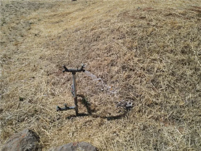 a close up of a plant in a dry yard