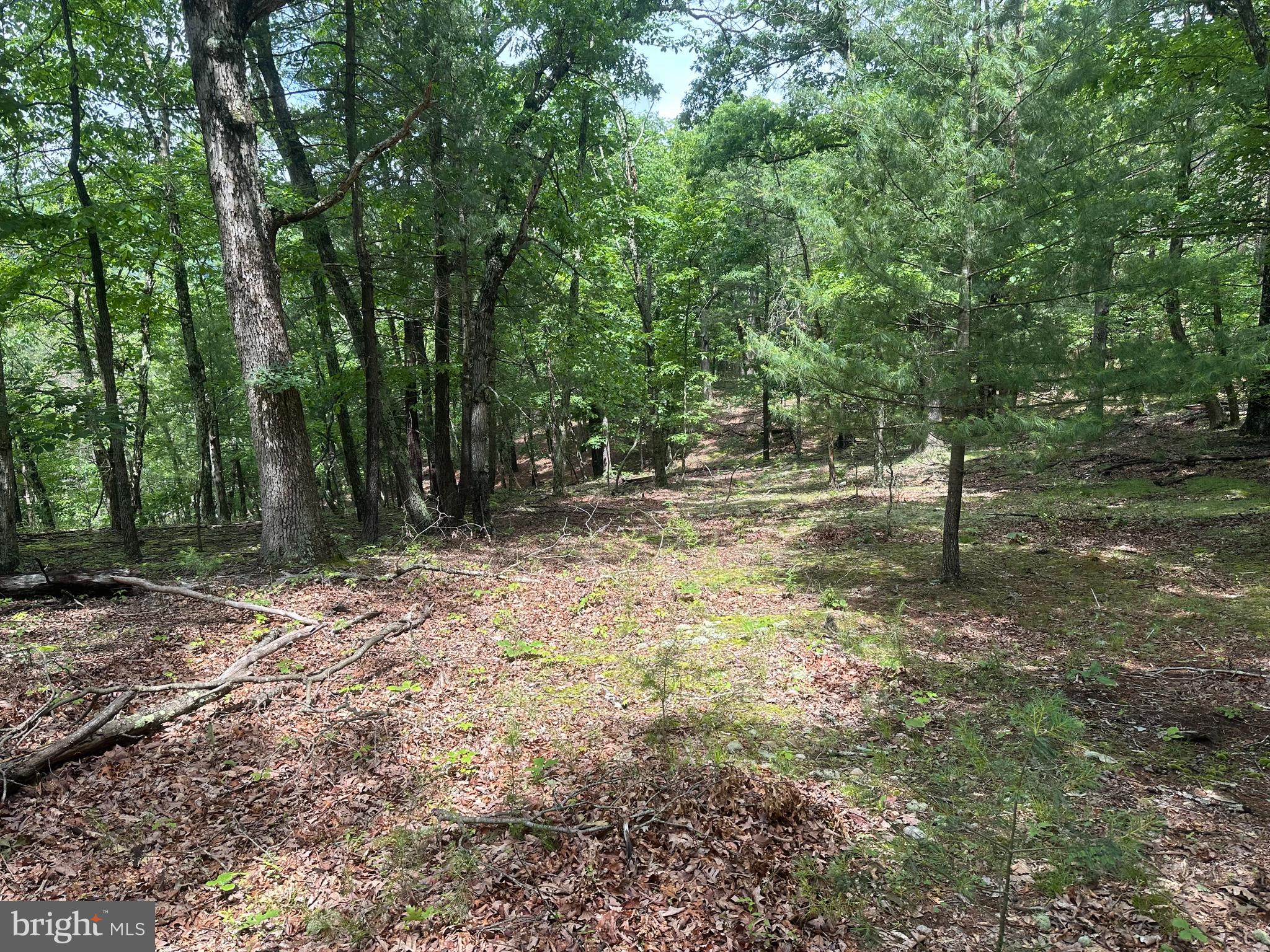 2.23-ac Doe Trail Springfield, WV 26763 - Photo 1 of 19 a view of outdoor space with trees