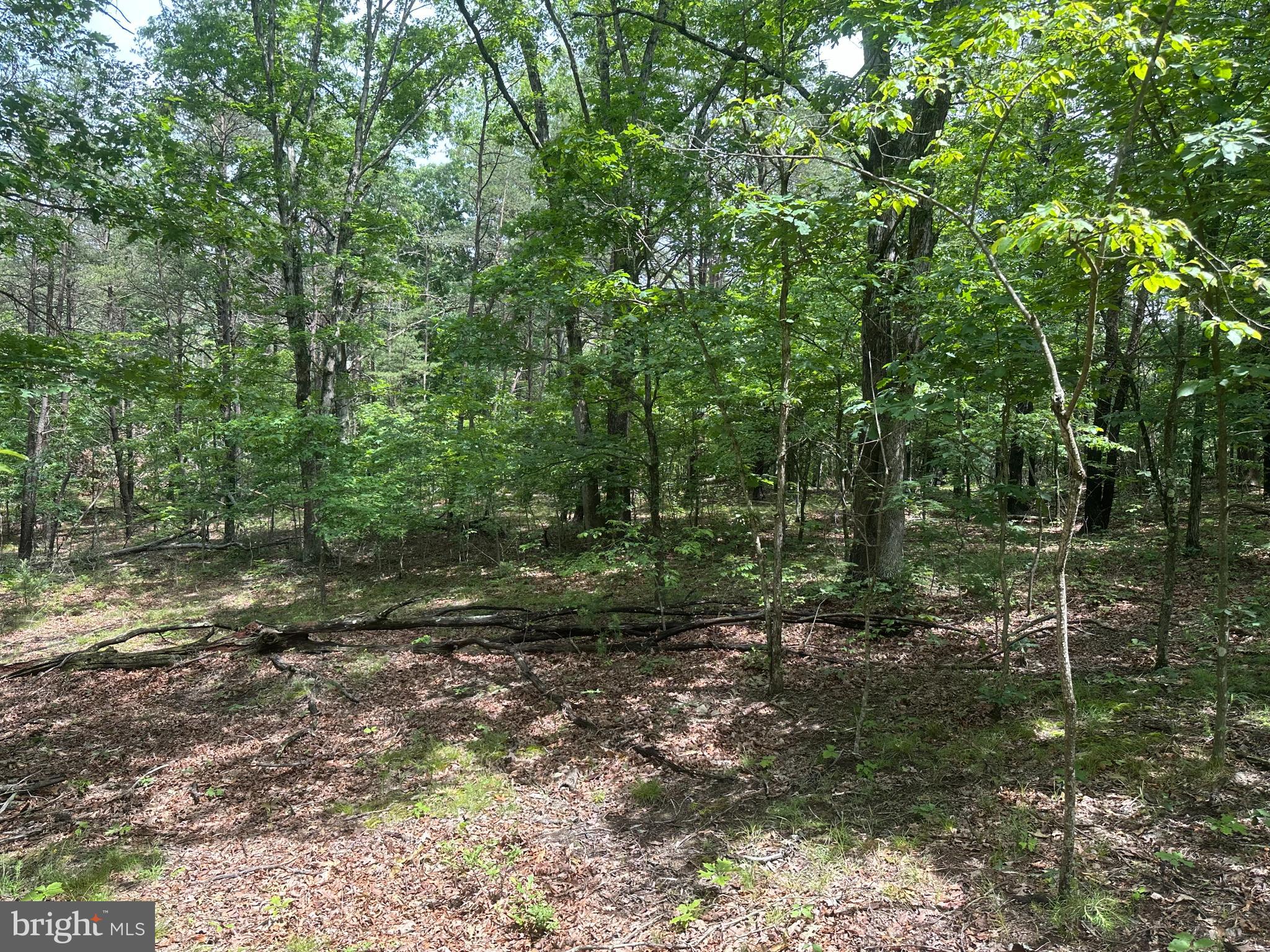 2.23-ac Doe Trail Springfield, WV 26763 - Photo 13 of 19 a big yard with lots of green space and deers