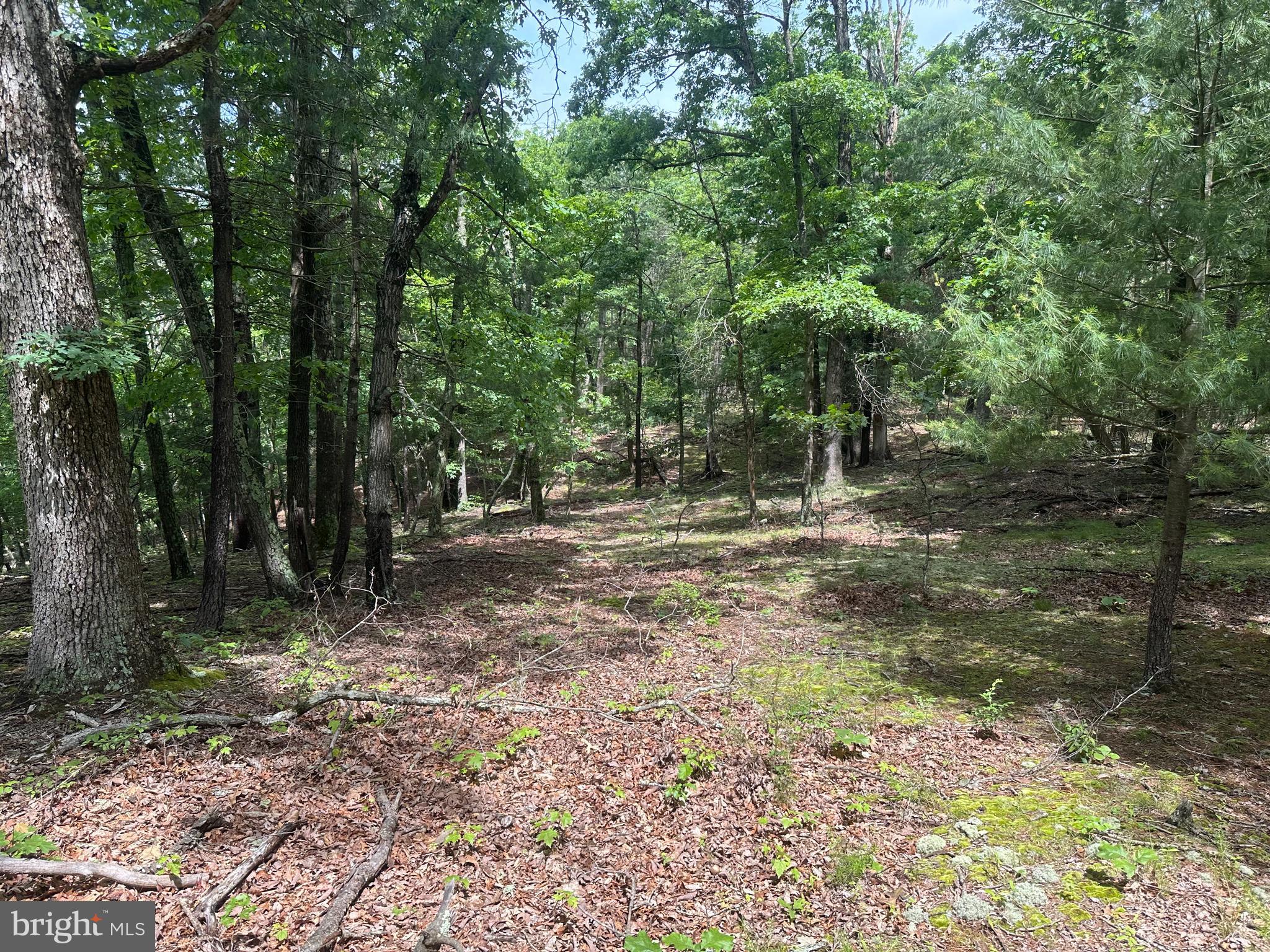 2.23-ac Doe Trail Springfield, WV 26763 - Photo 3 of 19 a view of outdoor space with trees