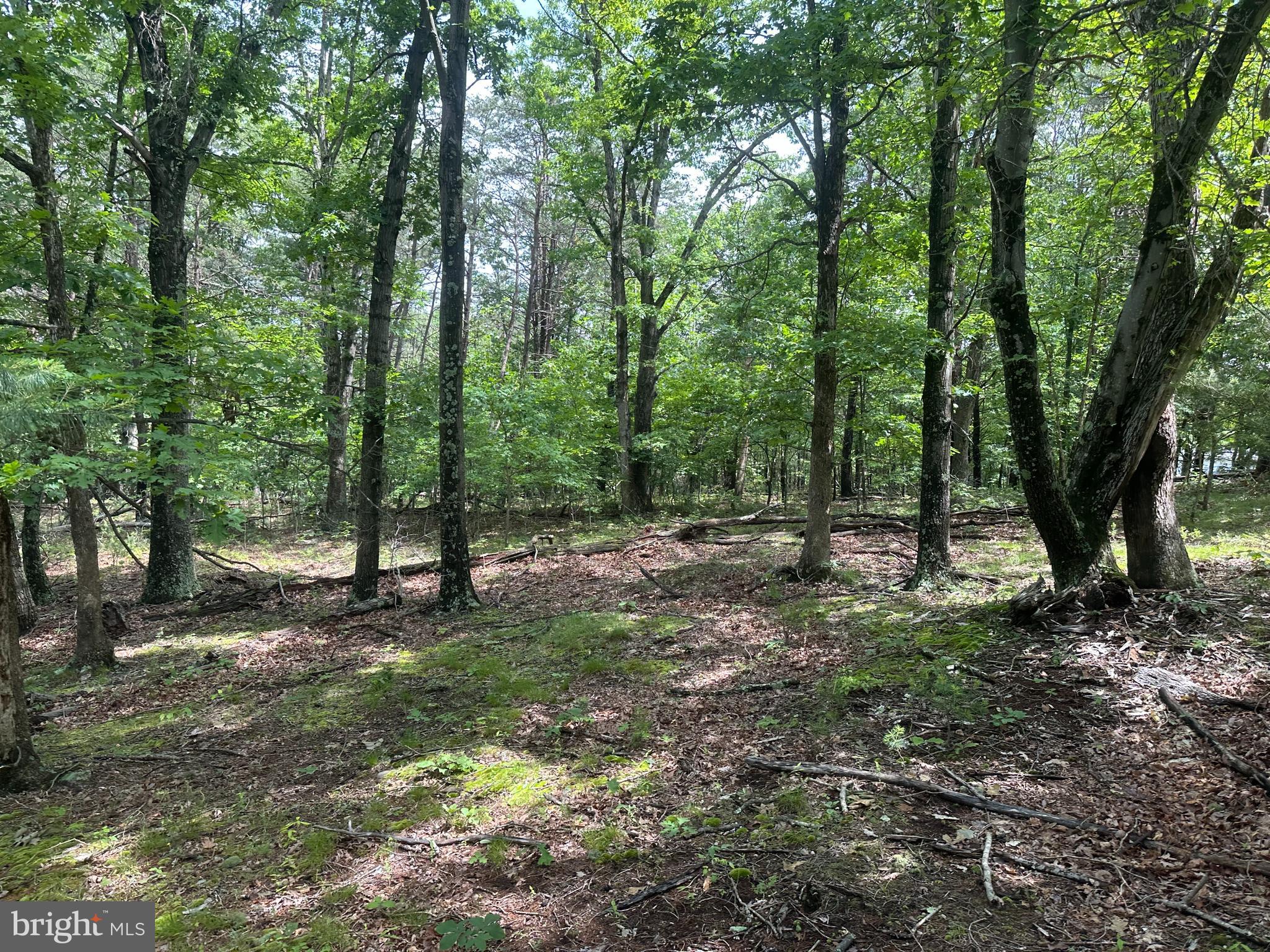 2.23-ac Doe Trail Springfield, WV 26763 - Photo 4 of 19 a view of a forest with trees in the background