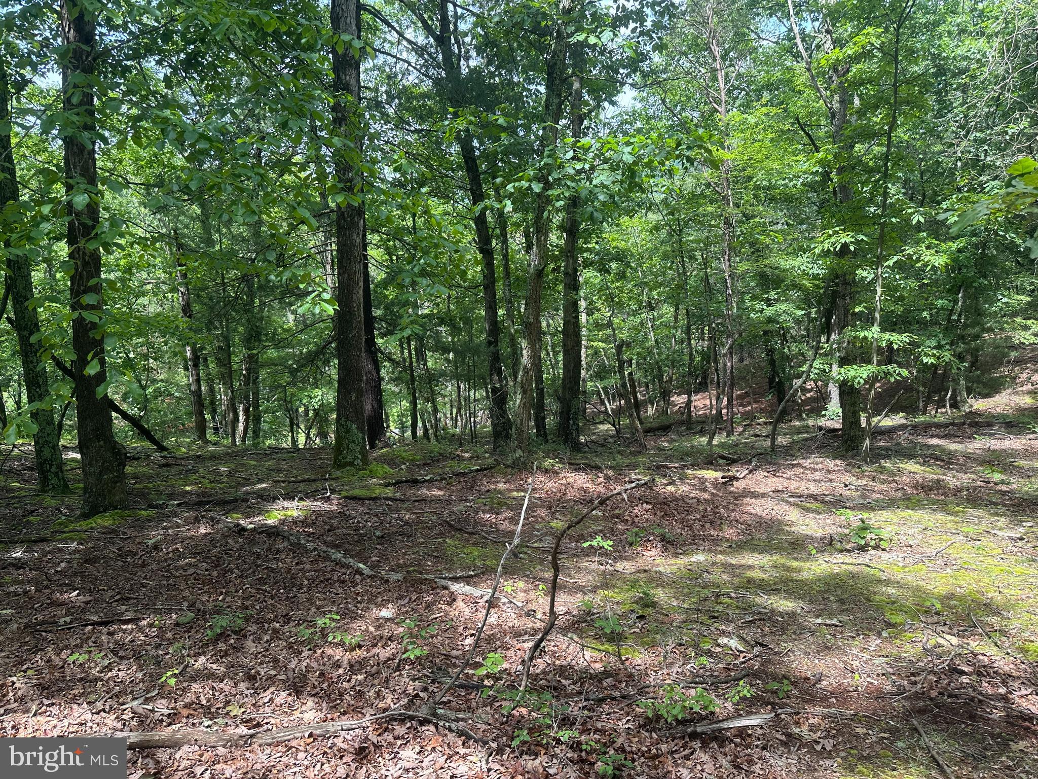 2.23-ac Doe Trail Springfield, WV 26763 - Photo 6 of 19 a view of a tree in the middle of a yard