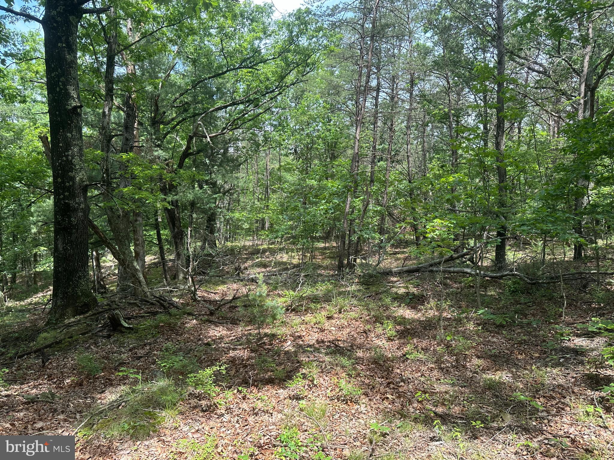 2.23-ac Doe Trail Springfield, WV 26763 - Photo 8 of 19 a view of outdoor space and trees